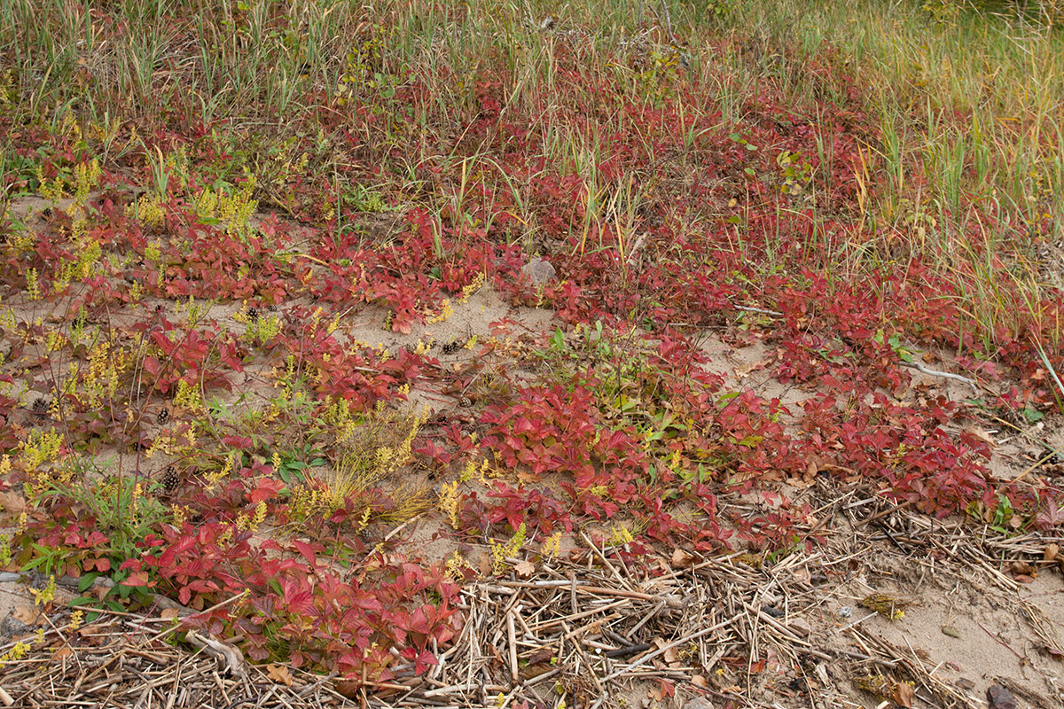Image of Rubus saxatilis specimen.
