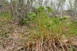 Dryopteris expansa. Растение с вайями, отрастающими после зимовки. Мурманская обл., Кольский р-н, долина р. Западная Лица ниже автодороги А138 Мурманск — Печенга, 4-й падун, осиново-берёзовый лес на склоне к реке. 07.06.2019.