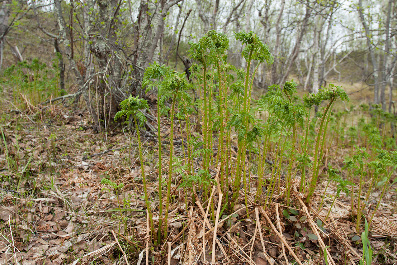 Image of Dryopteris expansa specimen.