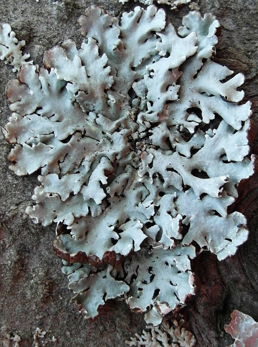 Image of Hypogymnia physodes specimen.