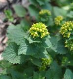 Scrophularia chrysantha. Верхушка цветущего растения. Грузия, край Самцхе-Джавахети, Ахалцихский муниципалитет, луг в монастыре Агара. 27.04.2019.
