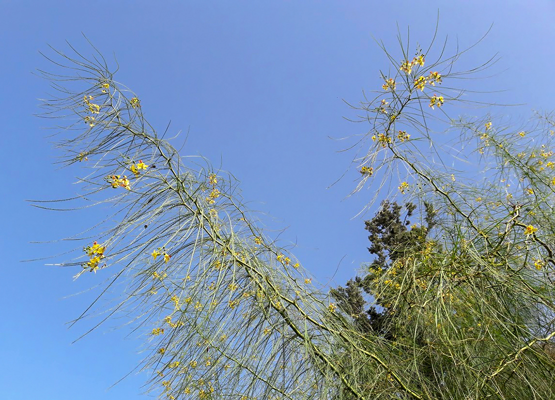 Изображение особи Parkinsonia aculeata.