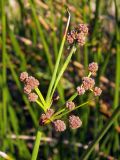 Scirpoides holoschoenus