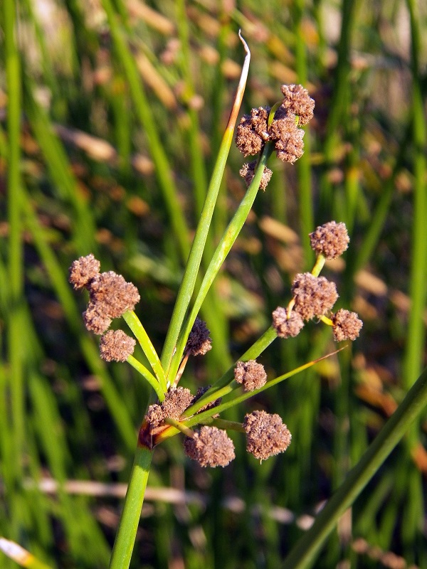 Image of Scirpoides holoschoenus specimen.