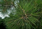 Pinus brutia