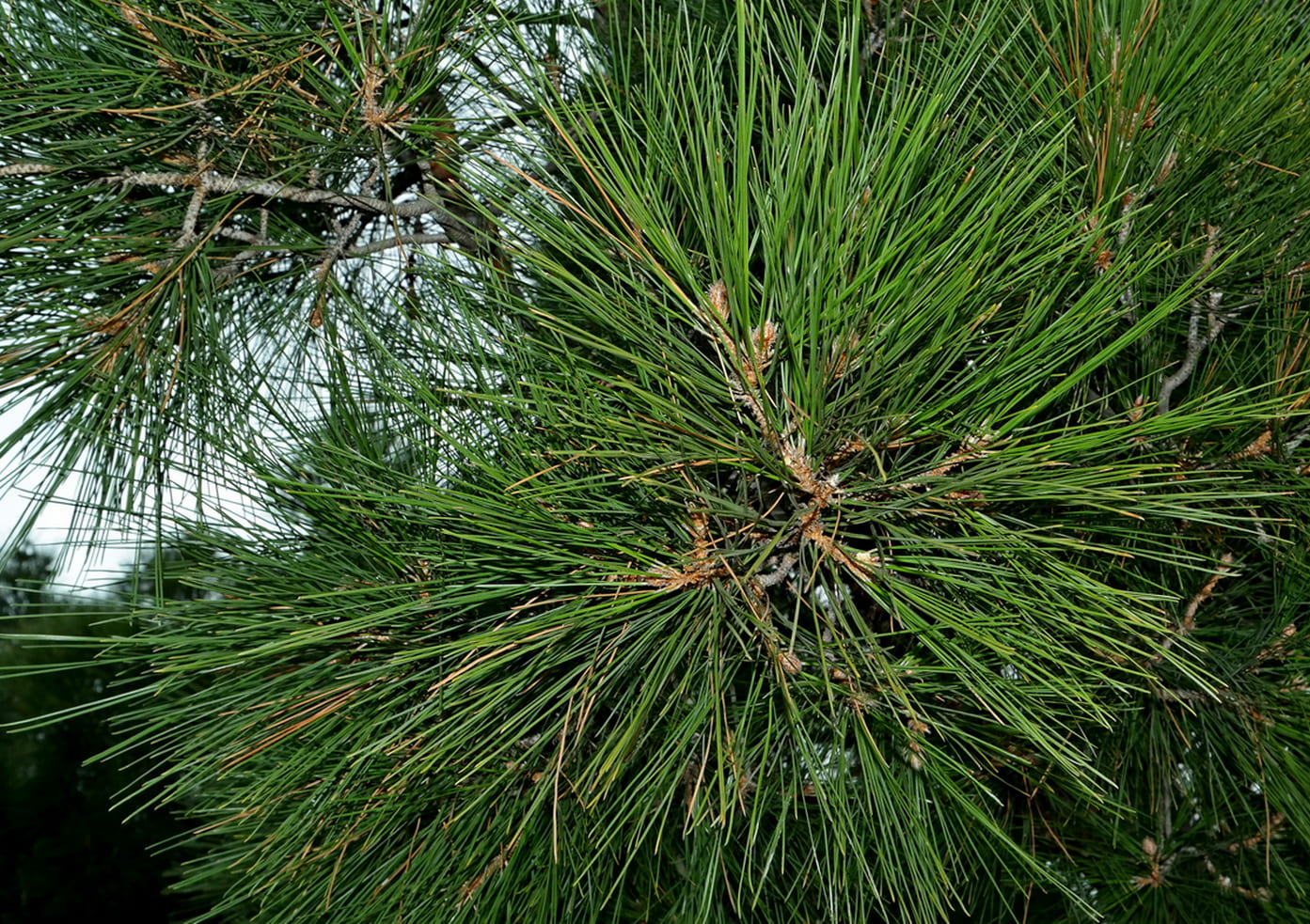 Изображение особи Pinus brutia.