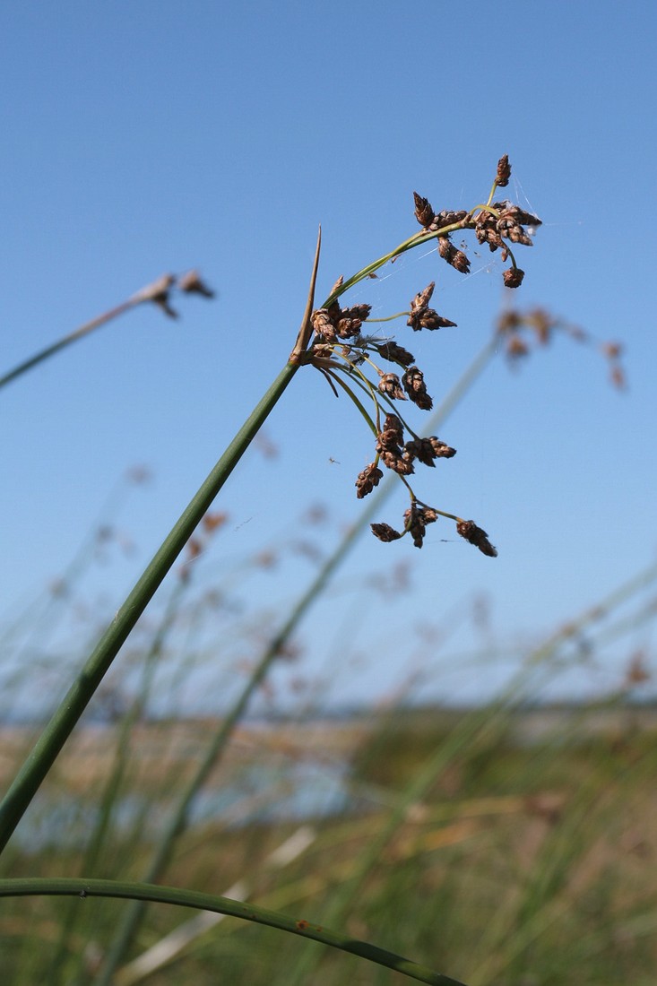 Изображение особи Schoenoplectus lacustris.