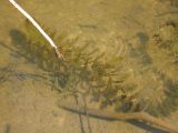 Utricularia vulgaris