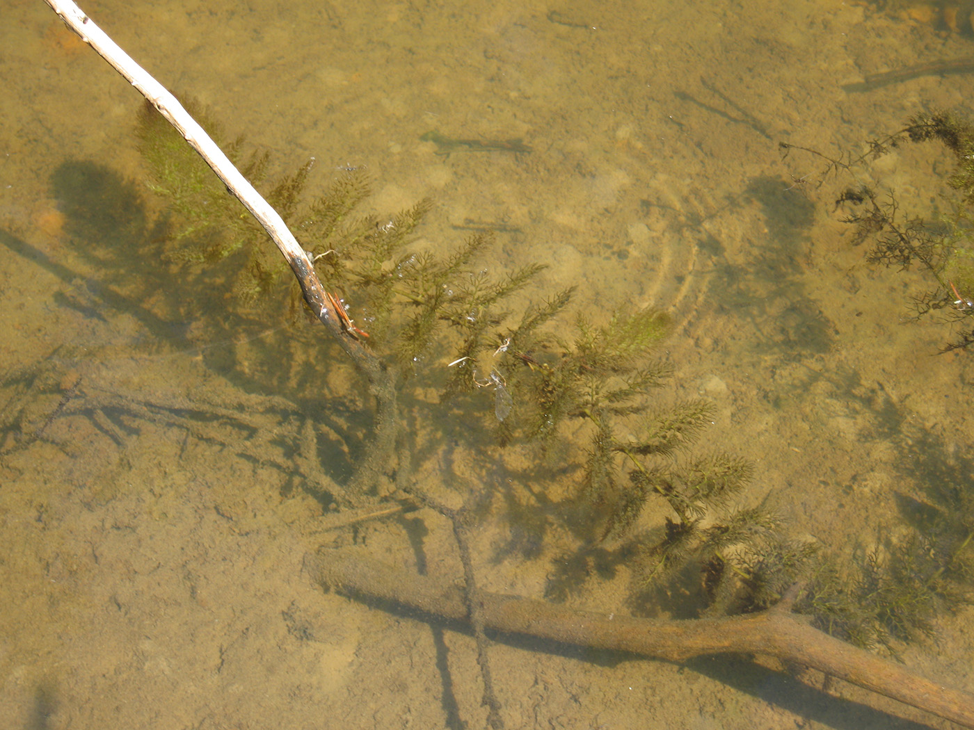 Image of Utricularia vulgaris specimen.