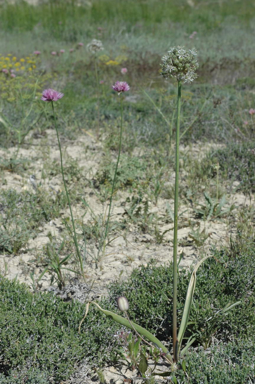 Image of Allium tulipifolium specimen.