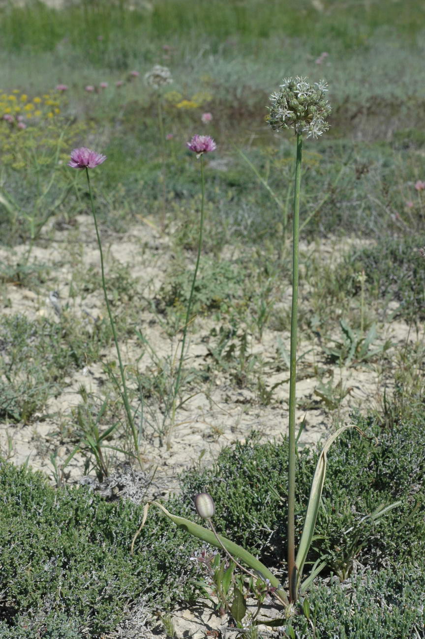 Изображение особи Allium tulipifolium.