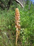 Orobanche alsatica. Цветущее растение в горельнике на месте редкостойного арчовника (паразитирует на Seseli schrenkianum). Казахстан, Туркестанская обл., Толебийский р-н, территория Сайрам-Угамского национального парка; Угамский хр., долина р. Сайрам-Су, ≈ 1900 м н.у.м. 03.07.2019.