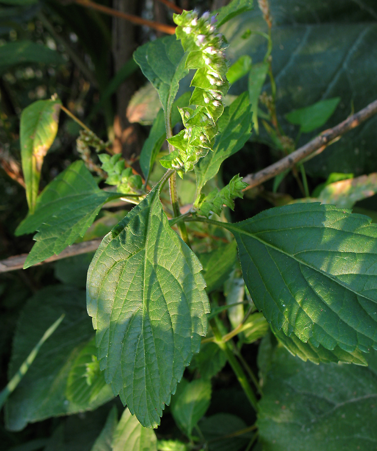 Image of Elsholtzia ciliata specimen.