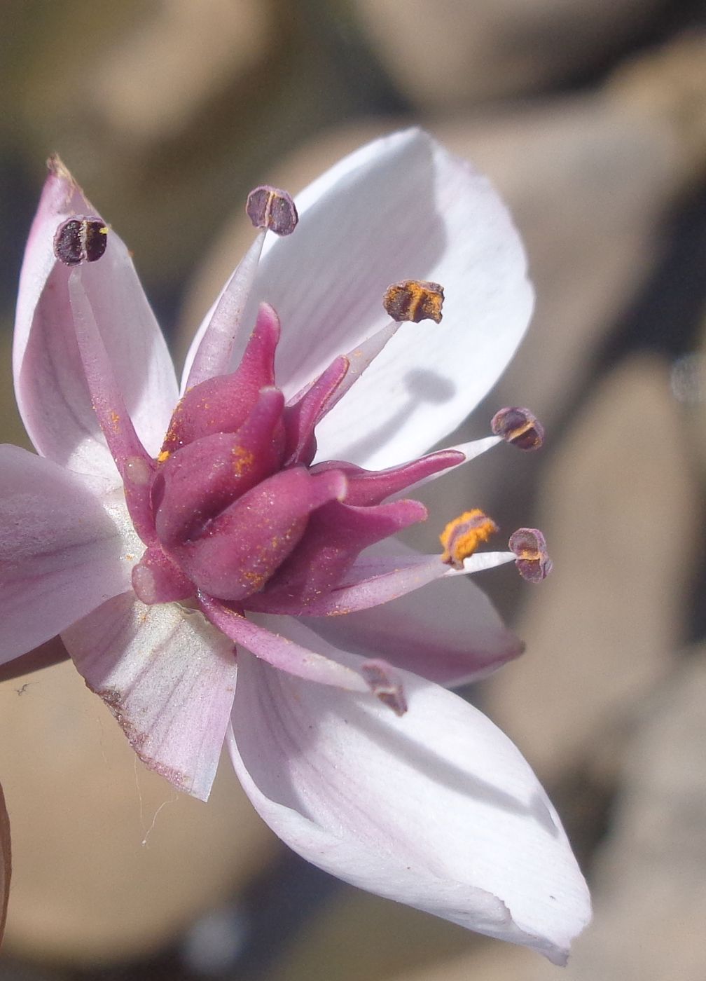 Изображение особи Butomus umbellatus.