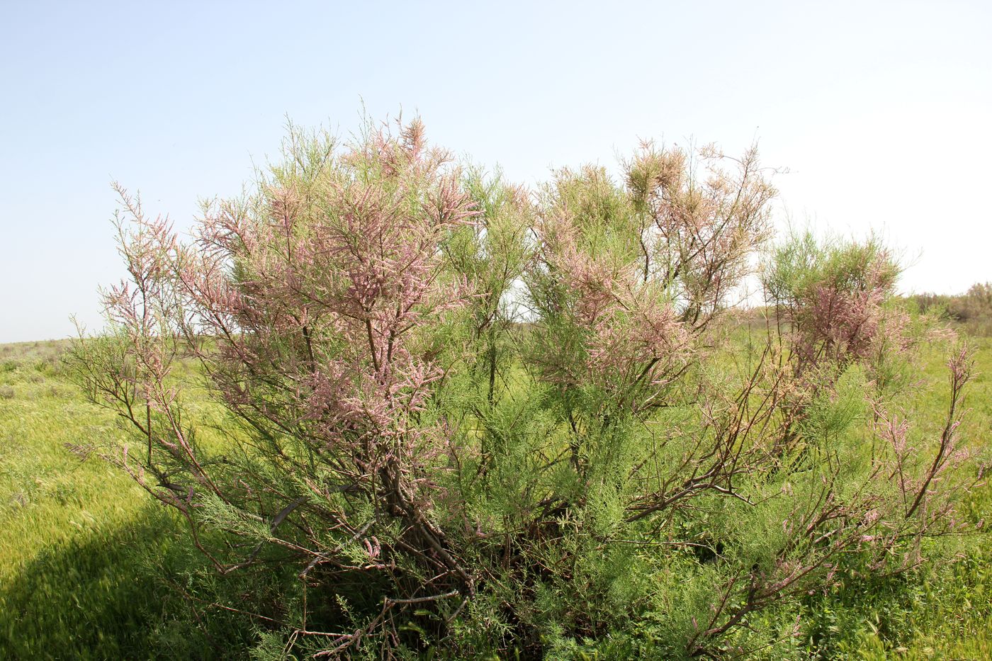 Изображение особи Tamarix elongata.