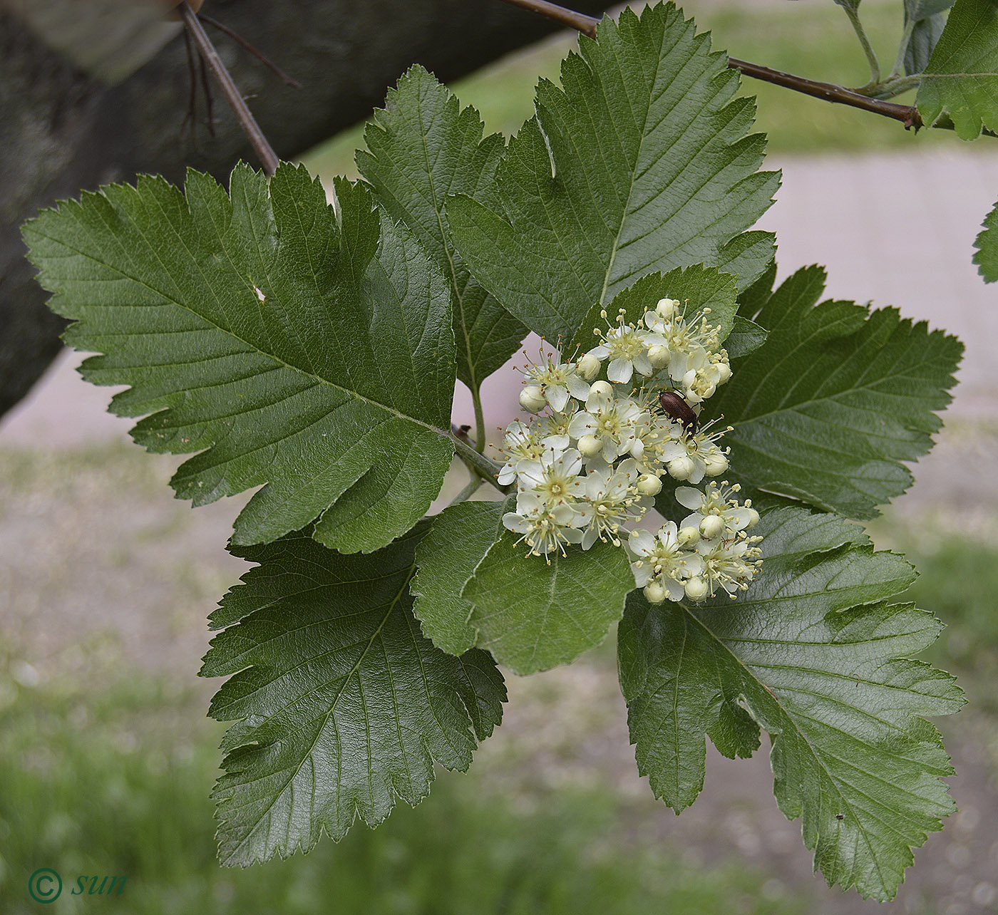 Изображение особи Sorbus intermedia.