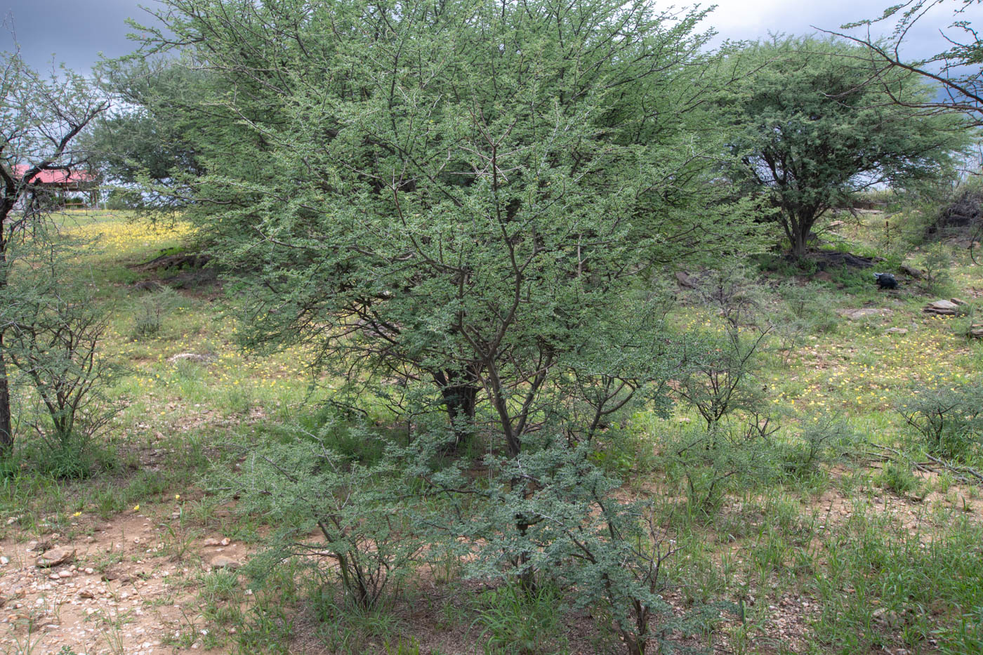 Изображение особи Senegalia mellifera.
