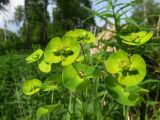 Euphorbia borealis. Верхушка цветущего растения. Томск, лесопарк \"Солнечная роща\", на комле вывороченной берёзы. 21.05.2020.