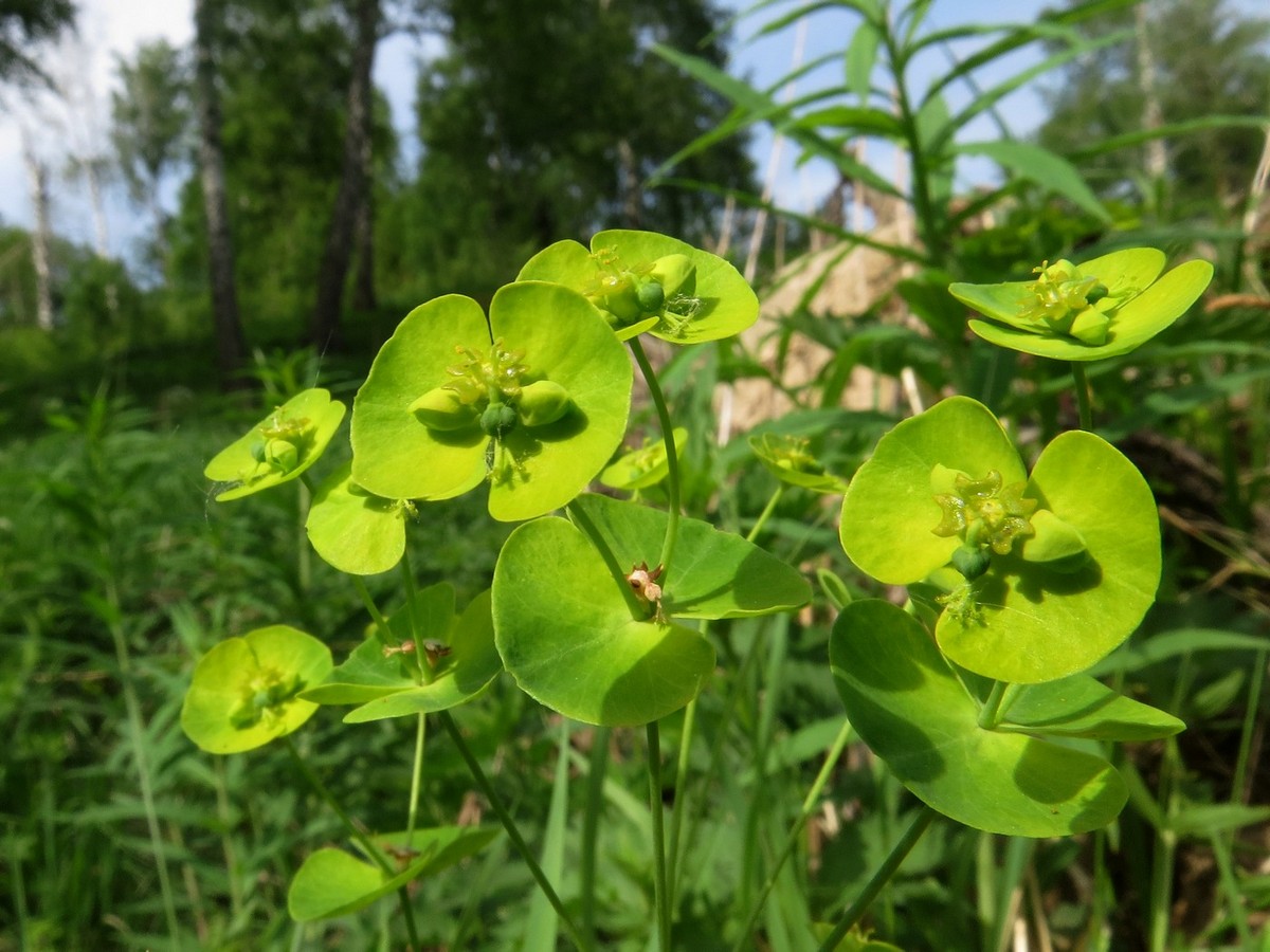 Image of Euphorbia borealis specimen.