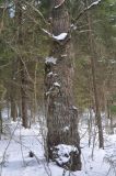 Quercus robur