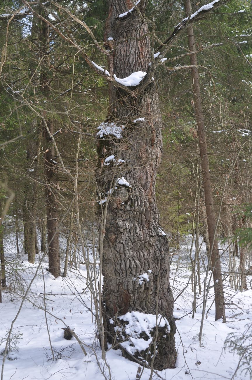 Изображение особи Quercus robur.