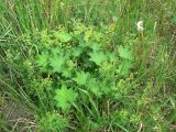 Alchemilla micans