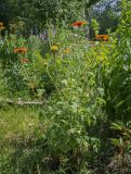 Tithonia rotundifolia