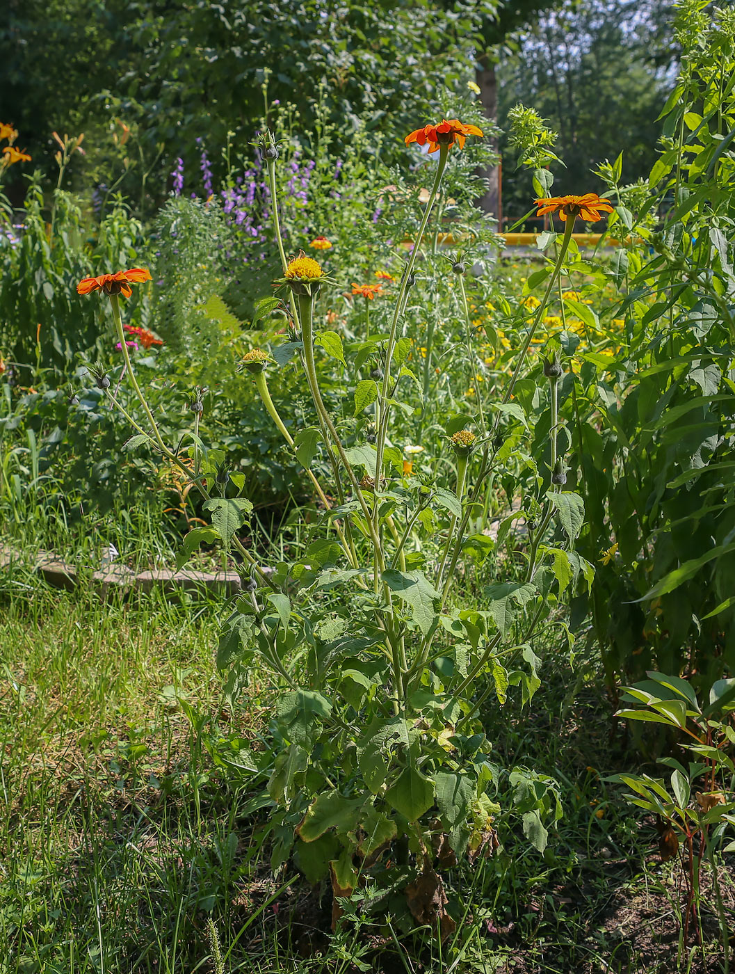 Image of Tithonia rotundifolia specimen.