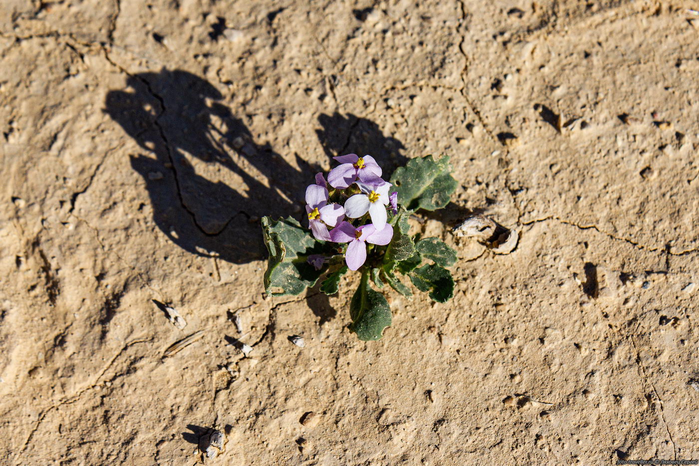 Image of Diplotaxis acris specimen.