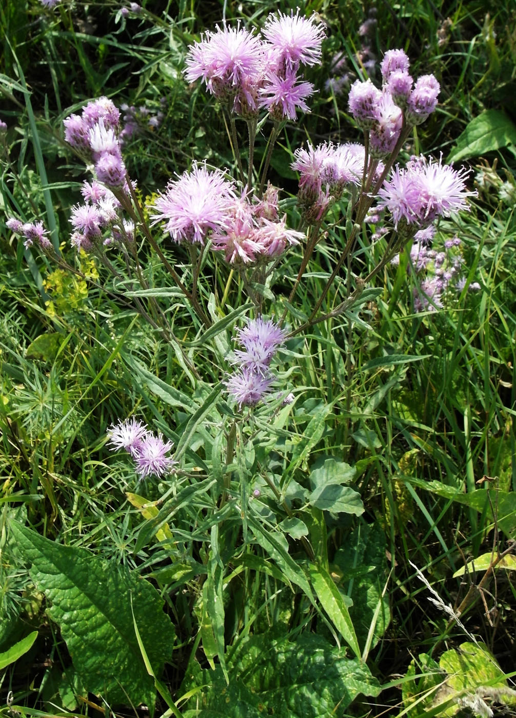 Image of Saussurea amara specimen.