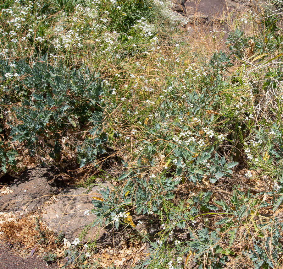 Image of Crambe sventenii specimen.