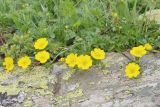 Potentilla ruprechtii