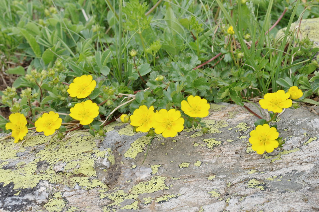Image of Potentilla ruprechtii specimen.