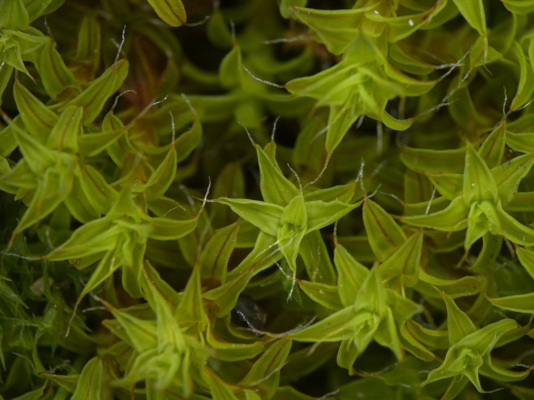 Image of Syntrichia ruralis specimen.