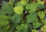 genus Viola