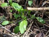 Lapsana communis