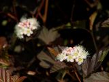 Physocarpus opulifolius. Соцветия и листья (краснолистный культивар). Иркутская обл., Иркутск, городской сквер. 23.06.2020.