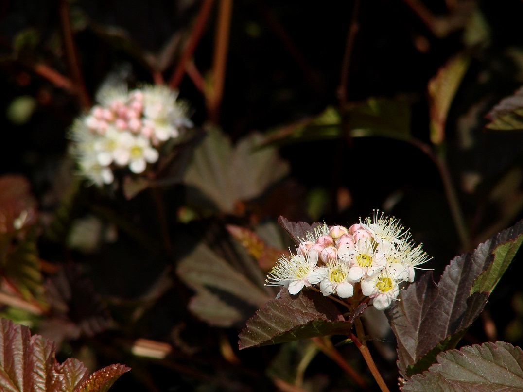 Image of Physocarpus opulifolius specimen.