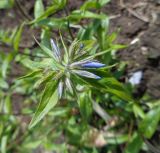 Phlox divaricata