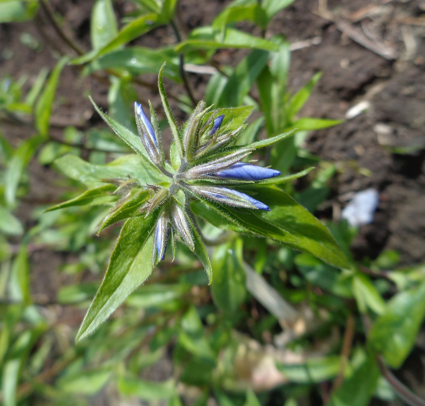 Изображение особи Phlox divaricata.