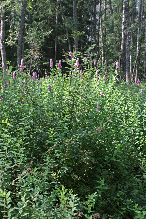 Изображение особи род Spiraea.