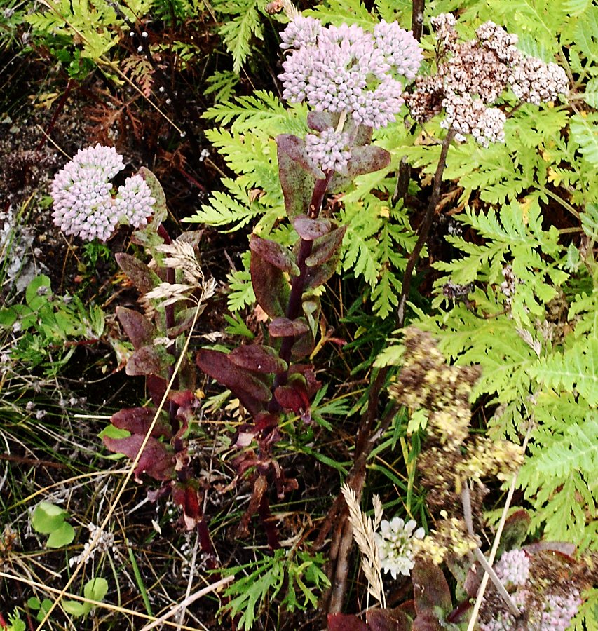 Image of Hylotelephium pallescens specimen.