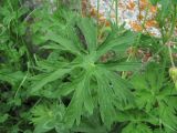 genus Geranium