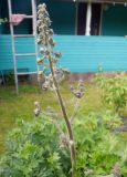 Aconitum septentrionale