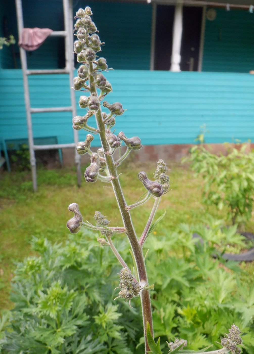 Изображение особи Aconitum septentrionale.