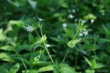 Stellaria nemorum