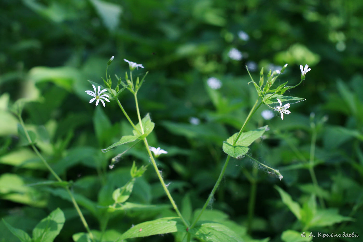 Изображение особи Stellaria nemorum.