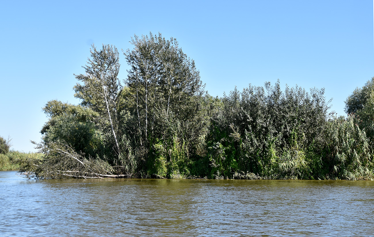 Image of Populus alba specimen.