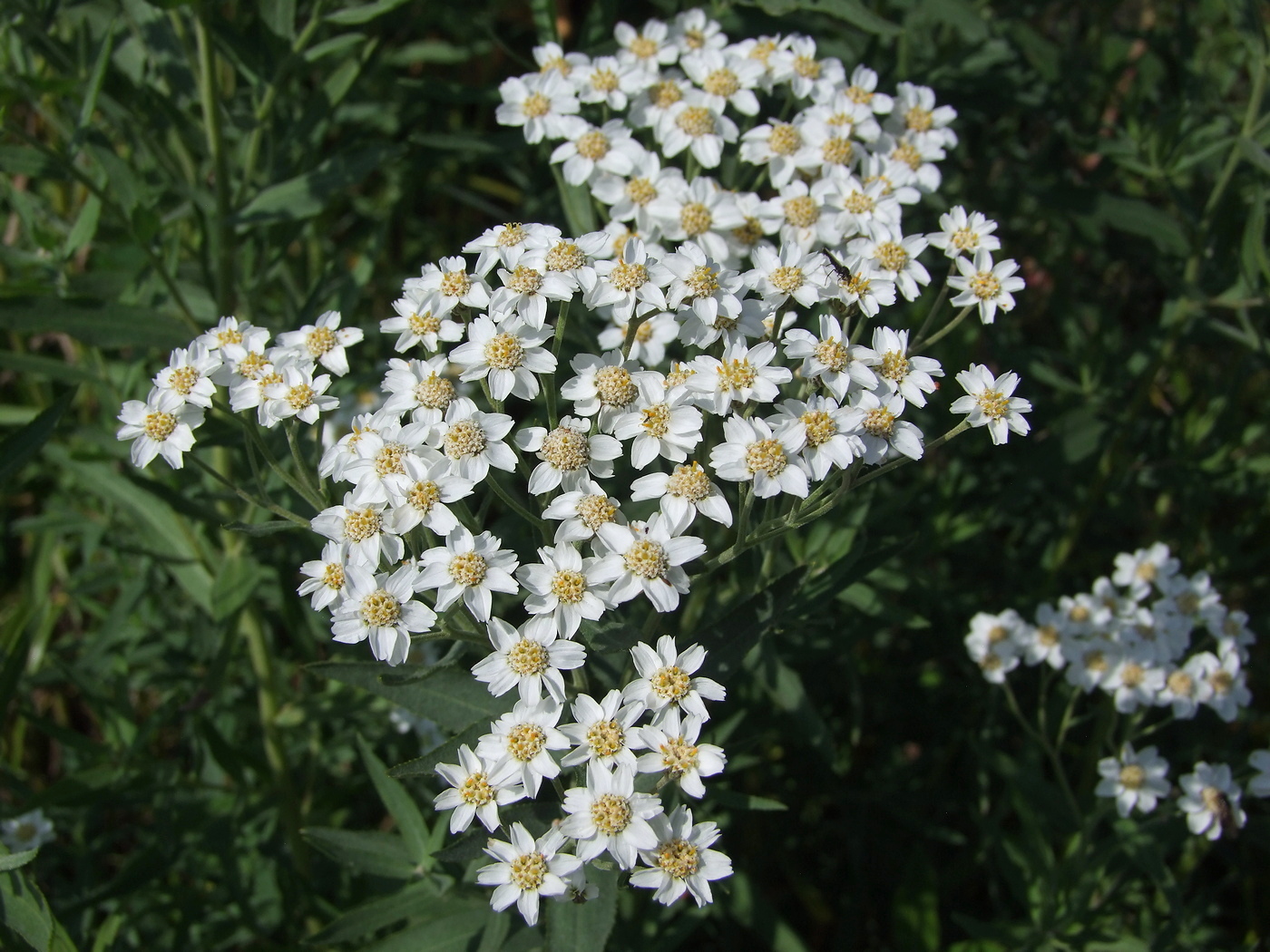 Image of Achillea salicifolia specimen.