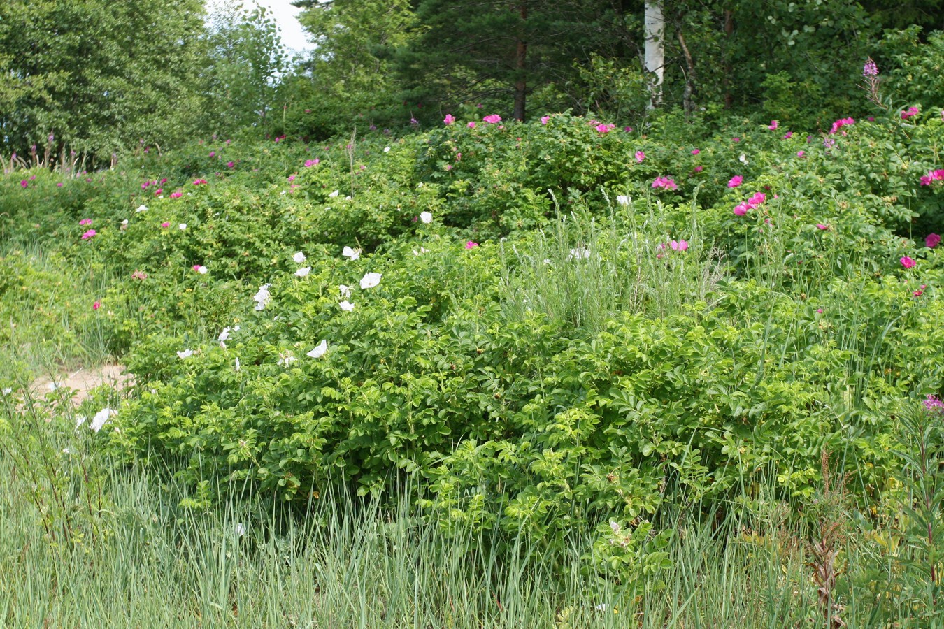 Изображение особи Rosa rugosa.